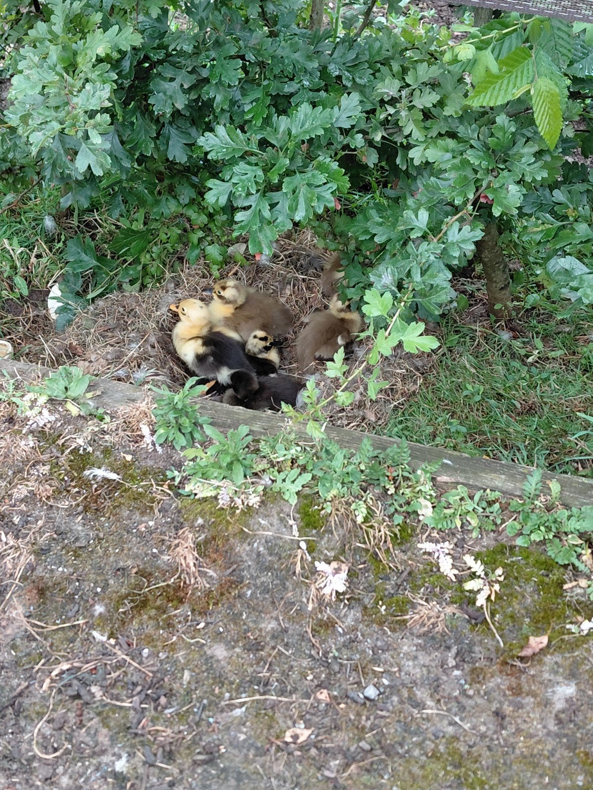 5 indische loopeendjes, Dieren en Toebehoren