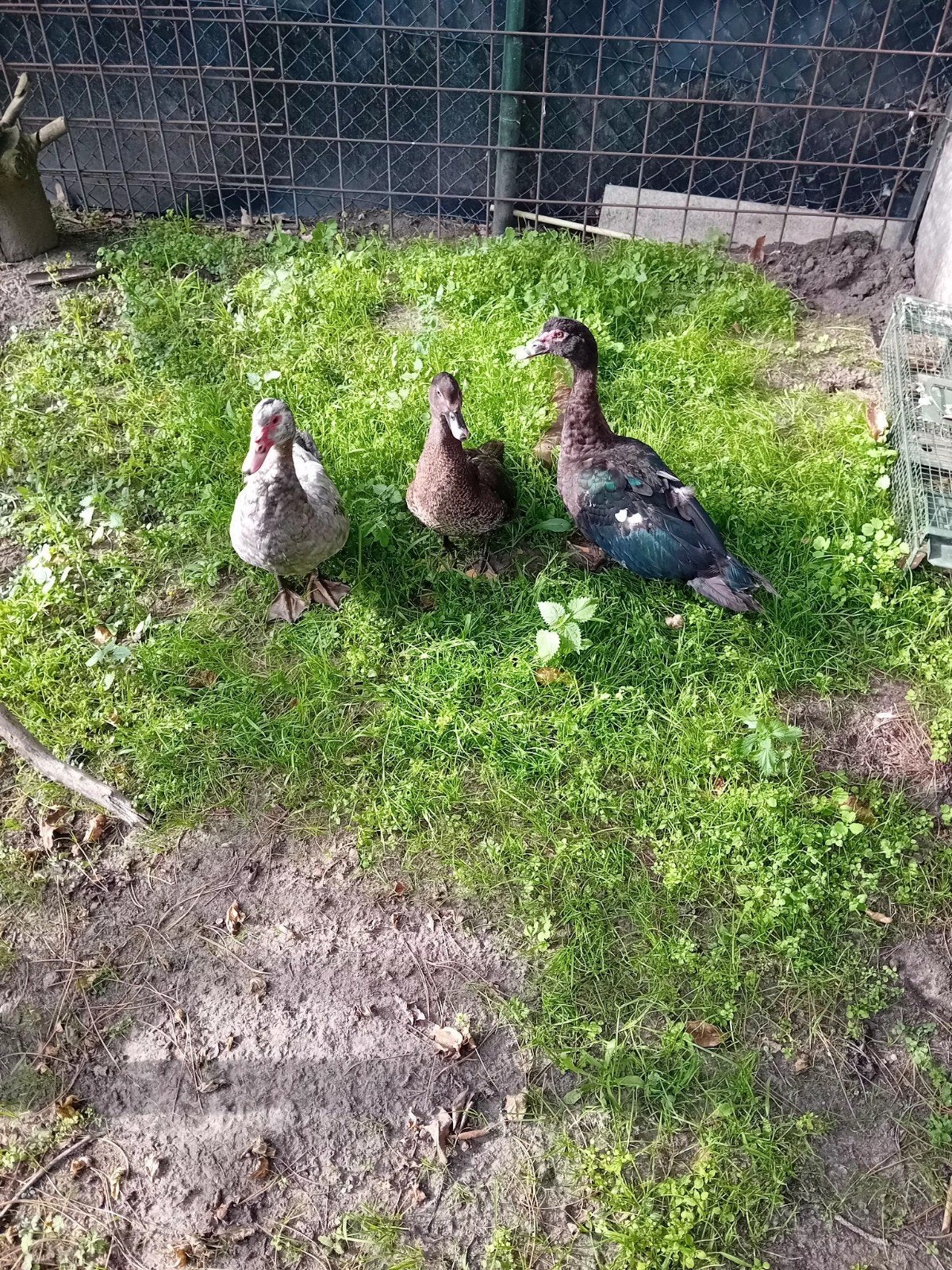3  muskus eenden, Dieren en Toebehoren, Meerdere dieren, Eend