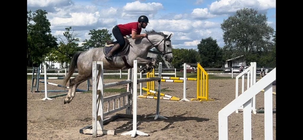 Paard, Dieren en Toebehoren, Met stamboom, Springpaard, Ruin, M