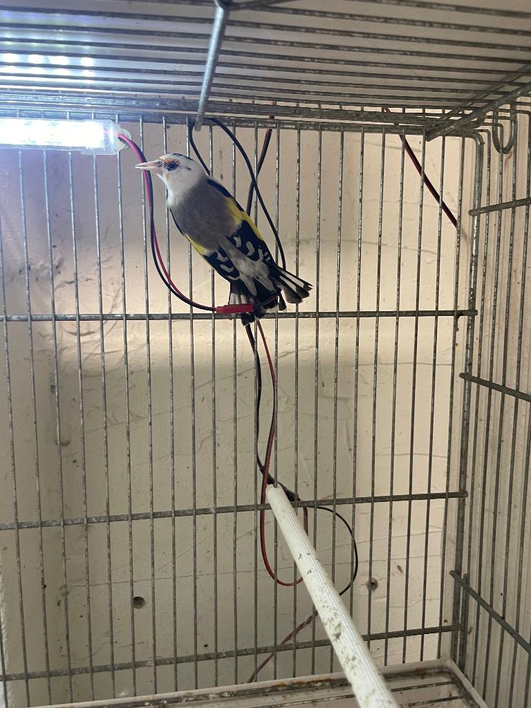 Chardonnerets, Dieren en Toebehoren, Vogels | Overige Vogels, Wildzangvogel, Meerdere dieren, Tam