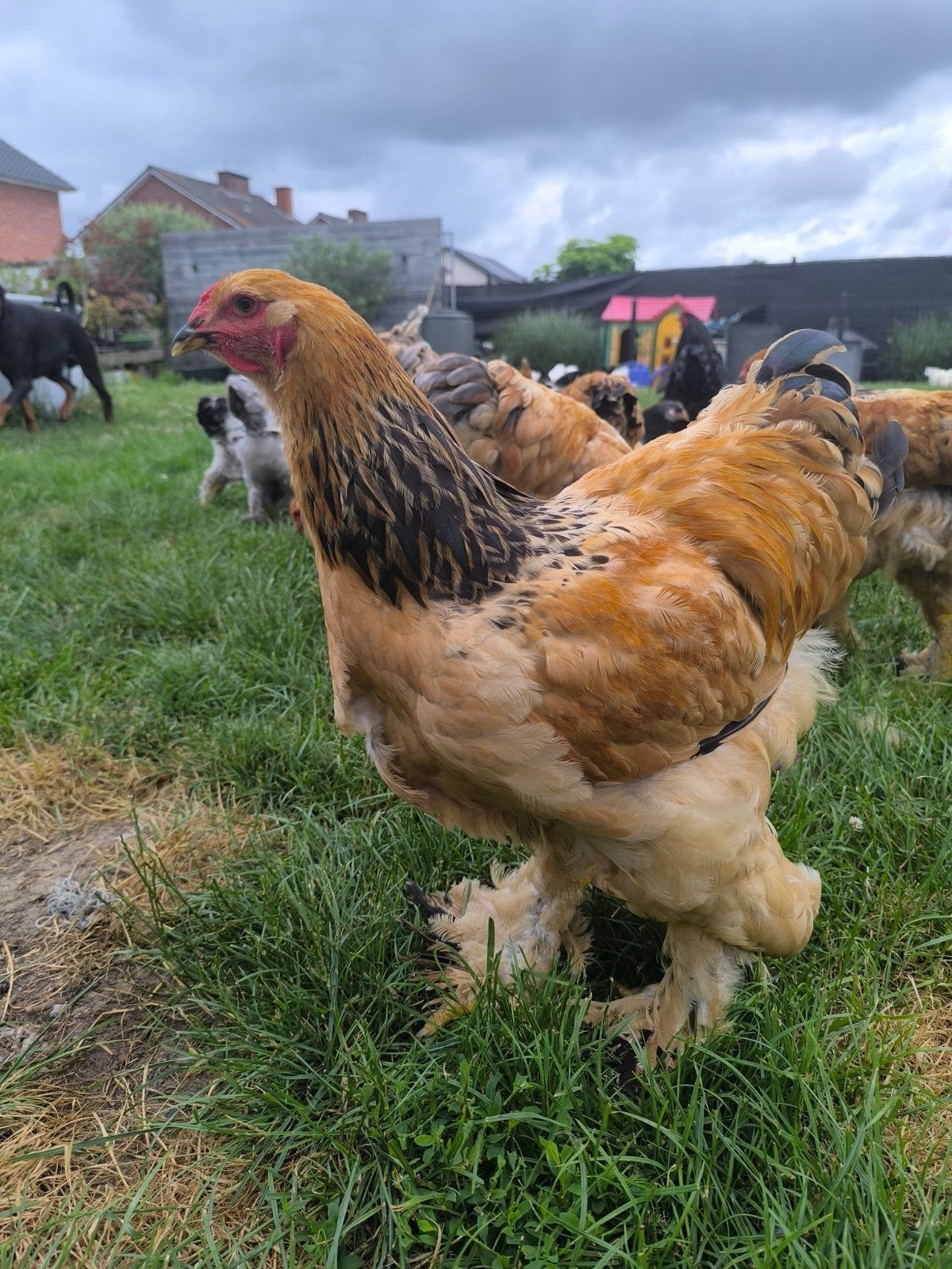 einde hobby brahma, Dieren en Toebehoren