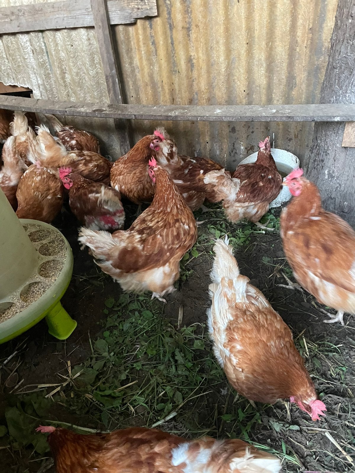 Legkippen te koop, Femelle, Poule ou poulet