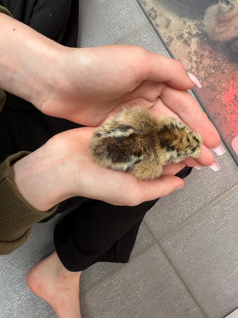 Zijdehoen kuikens, Sexe inconnu, Poule ou poulet