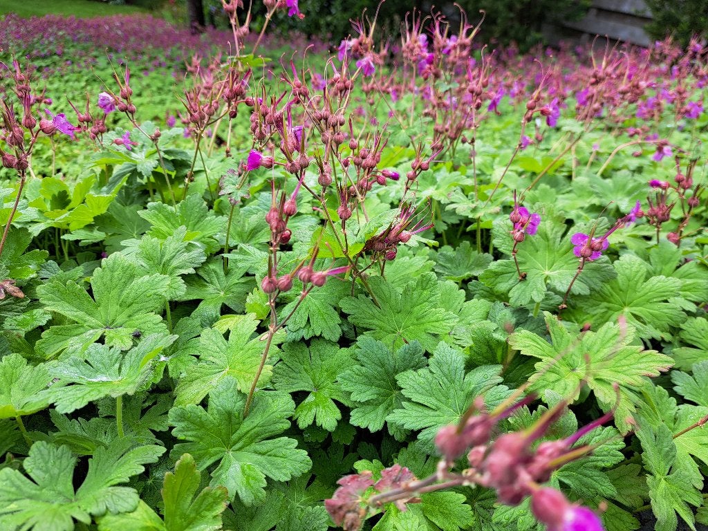 Bodembedekkers geraniums 40st per bak (8,00 per bak), Ophalen, Bodembedekkers, Vaste plant, Halfschaduw