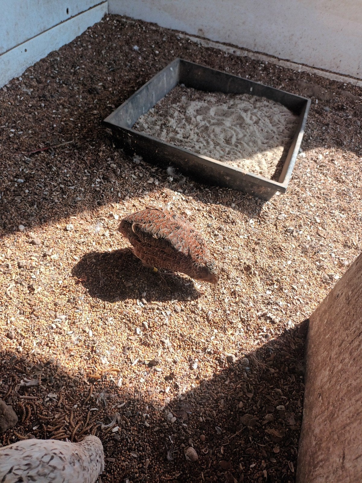Japanse kwartels, Dieren en Toebehoren