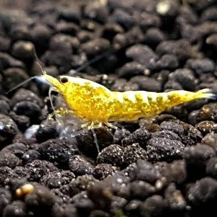 Yellow Galaxy zebra/fishbone  caridina garnalen, Animaux & Accessoires