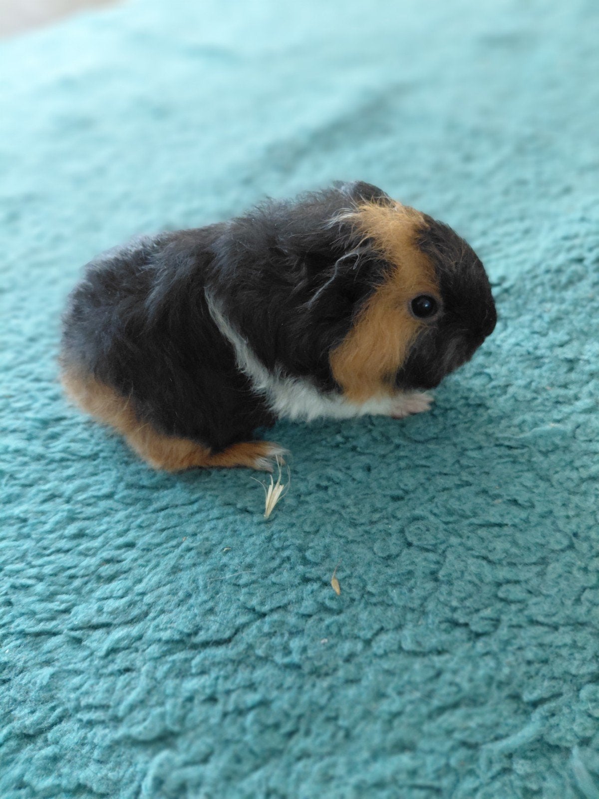 Cavia, cobaye Ch teddy mâle, Animaux & Accessoires, Juin, Mâle, Cobaye