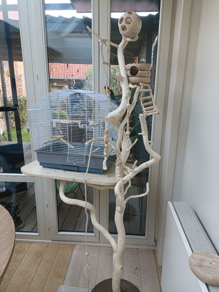 personata, Meerdere dieren, Dwergpapegaai of Agapornis