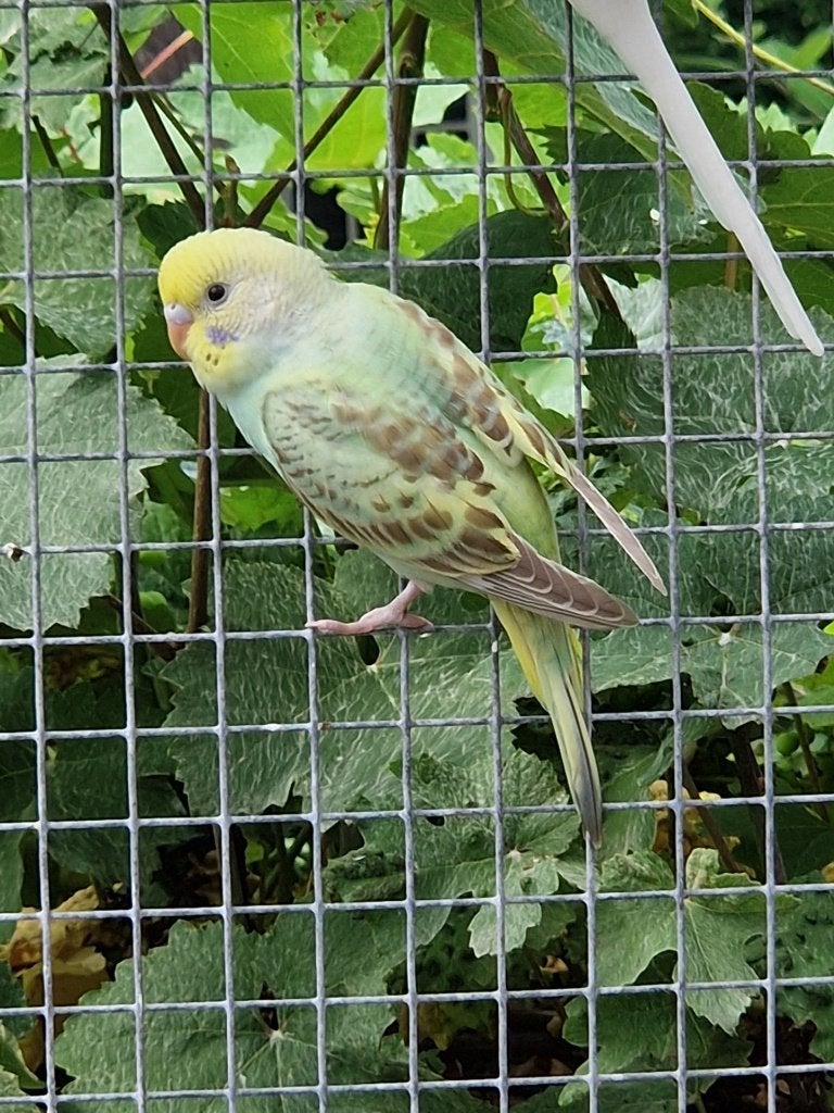 Jonge grasparkiet, ideaal om nog tam te maken., Dieren en Toebehoren, Parkiet, Tam
