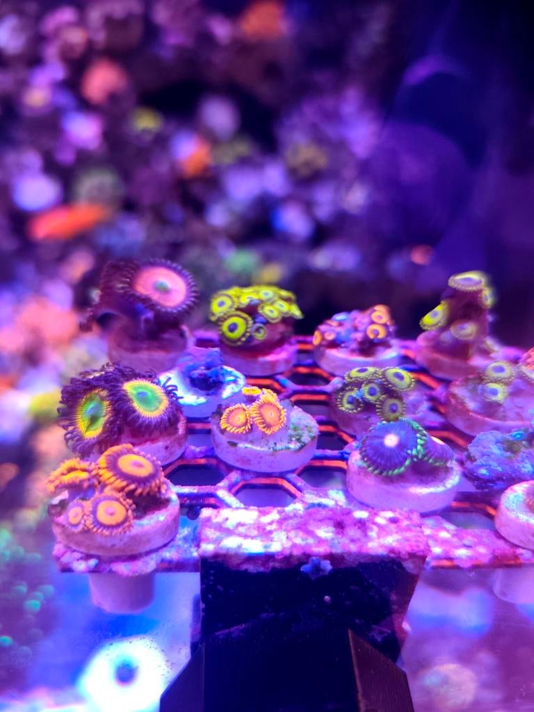 Zoa. Zoanthus stekjes