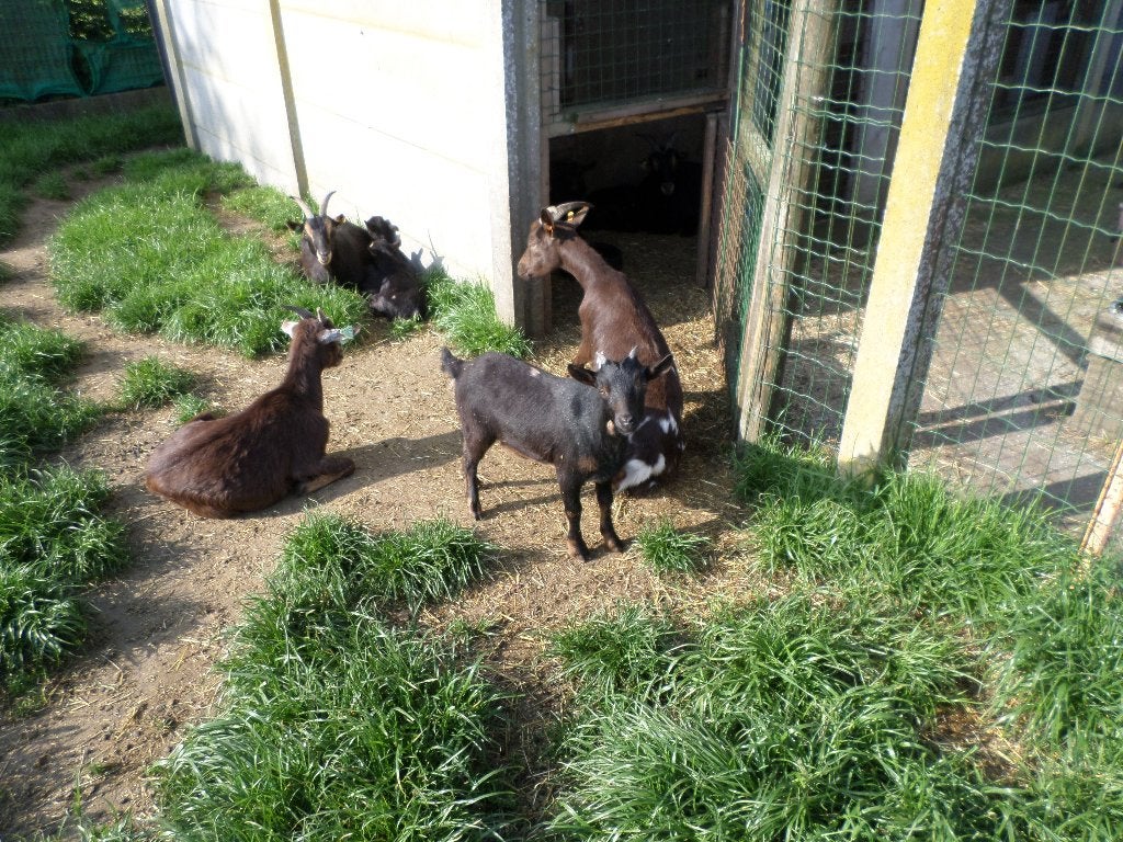 dwerggeiten, Animaux & Accessoires, Moutons, Chèvres & Cochons