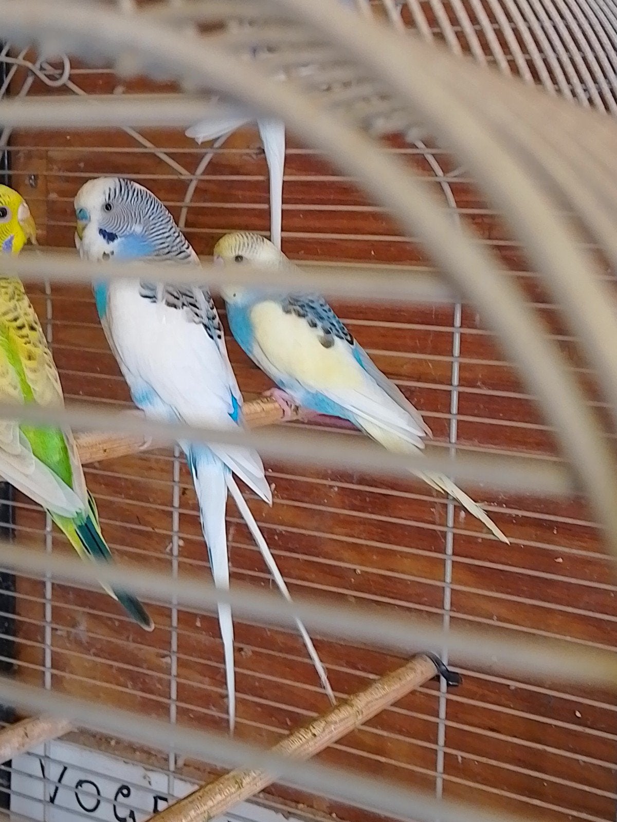 PERRUCHES EN HERBE DE DIFFÉRENTES COULEURS, AVEC OU SANS CAG, Animaux & Accessoires, Plusieurs animaux, Perruche, Domestique