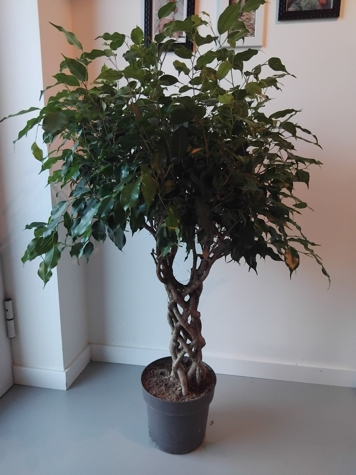 Fiscus Benjamina Exotica kamerplant 1m20, Ophalen