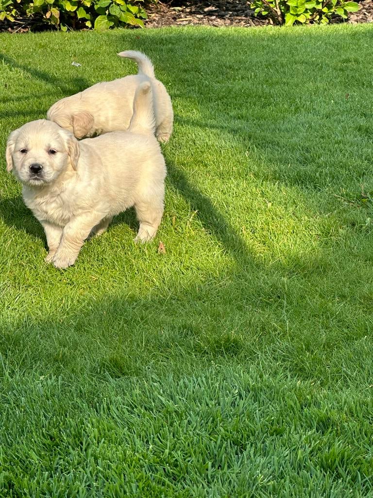 Golden retriever pups, Golden retriever, Hépatite contagieuse (maladie de Rubarth), 8 à 15 semaines, Plusieurs