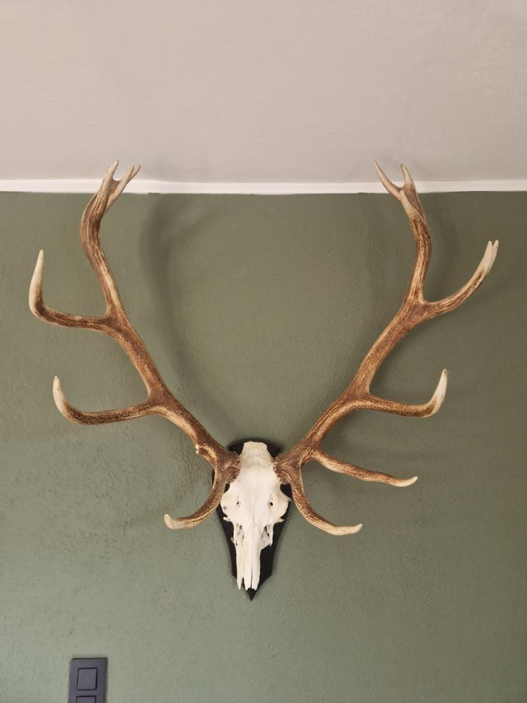 Bois de cerf, Collections, Enlèvement, Cerf