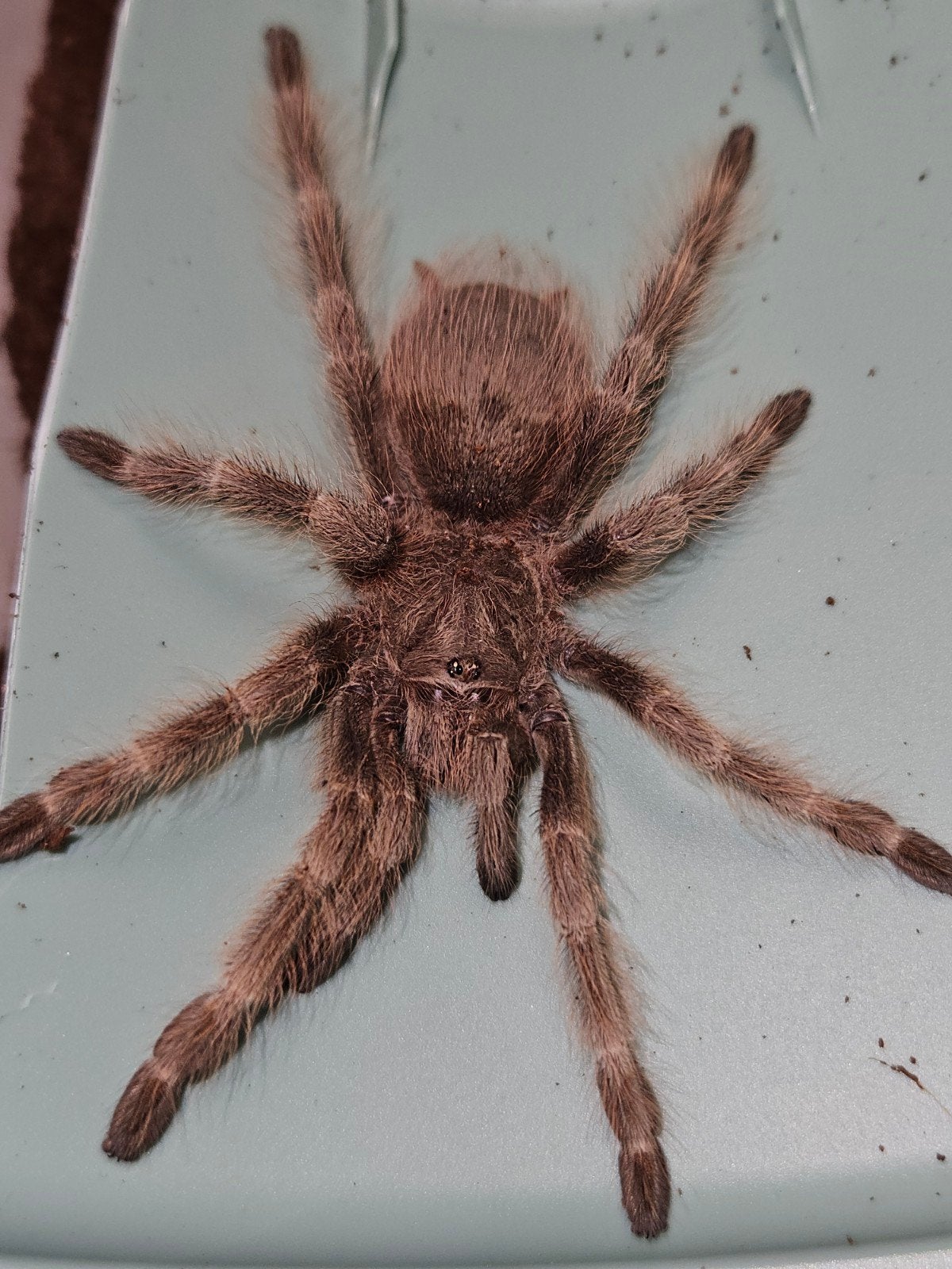 Nhandu tripepii vrouwtje 4-4,5 cm lichamlengte, Dieren en Toebehoren