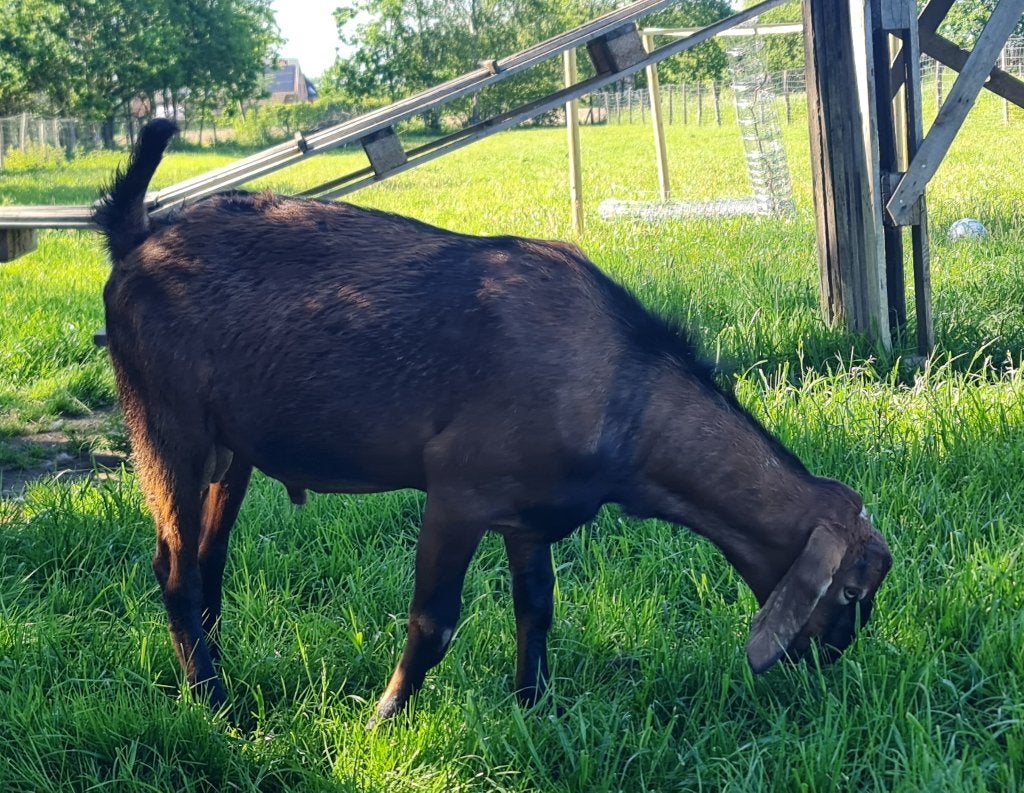 Nubische bok, Dieren en Toebehoren, Schapen, Geiten en Varkens, Mannelijk, Geit, 0 tot 2 jaar