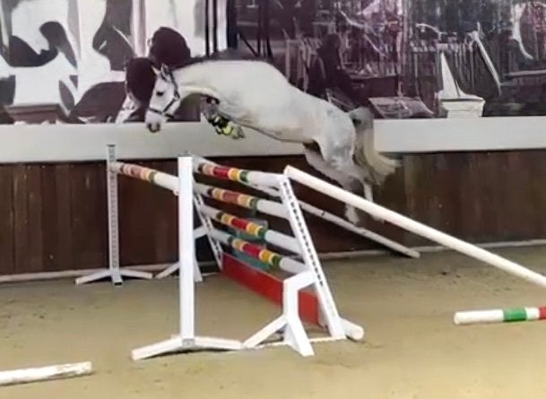 Un poney D de 10 ans avec du potentiel !, Animaux & Accessoires, Poneys, Hongre