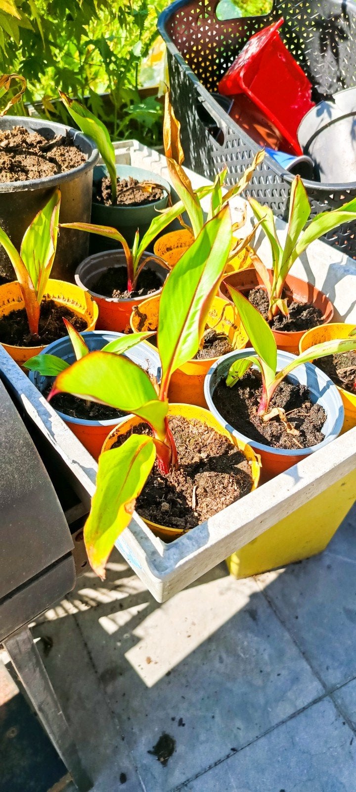 Banane Ensete Montbeliardii, Enlèvement