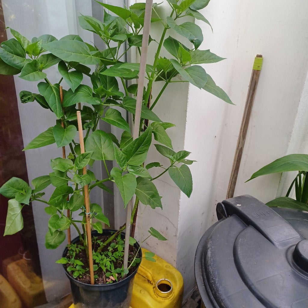 Mirabilis jalapa 70 cm, Tuin en Terras, Volle zon, Vaste plant, Zomer, Ophalen