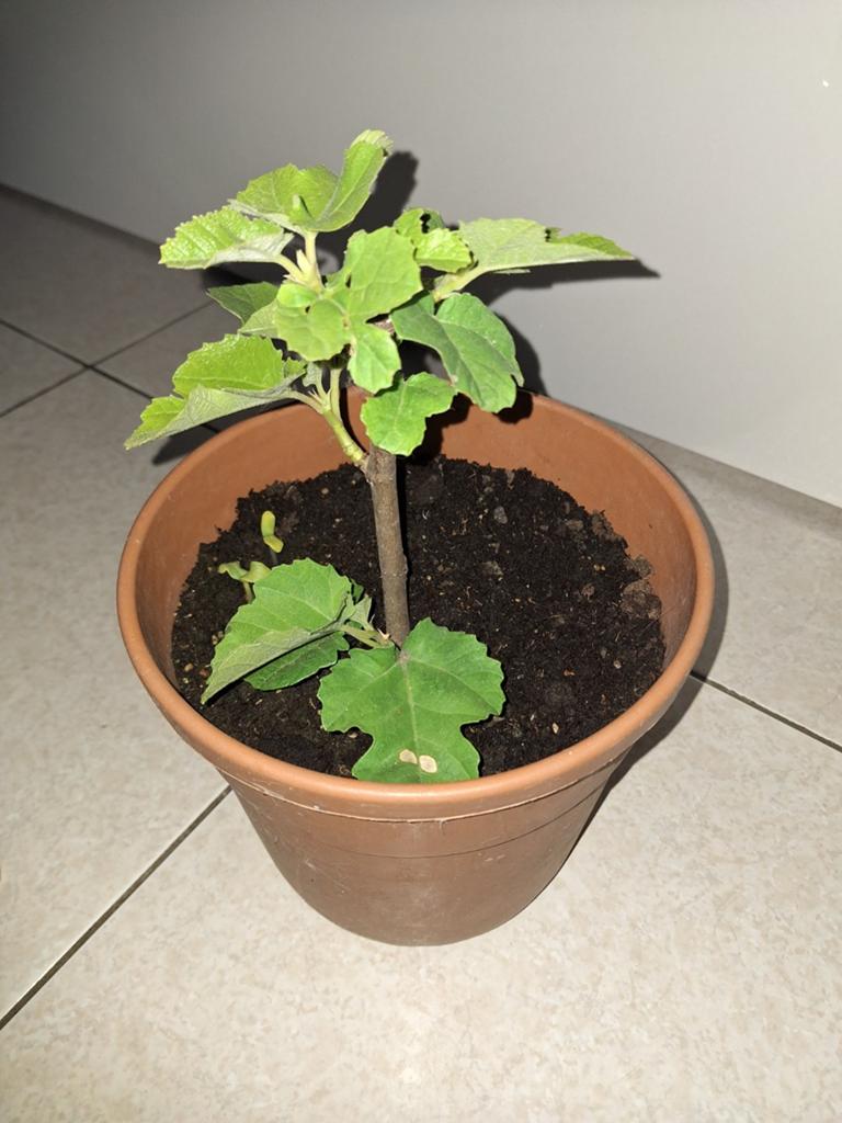 Vijgen boom, Ophalen of Verzenden