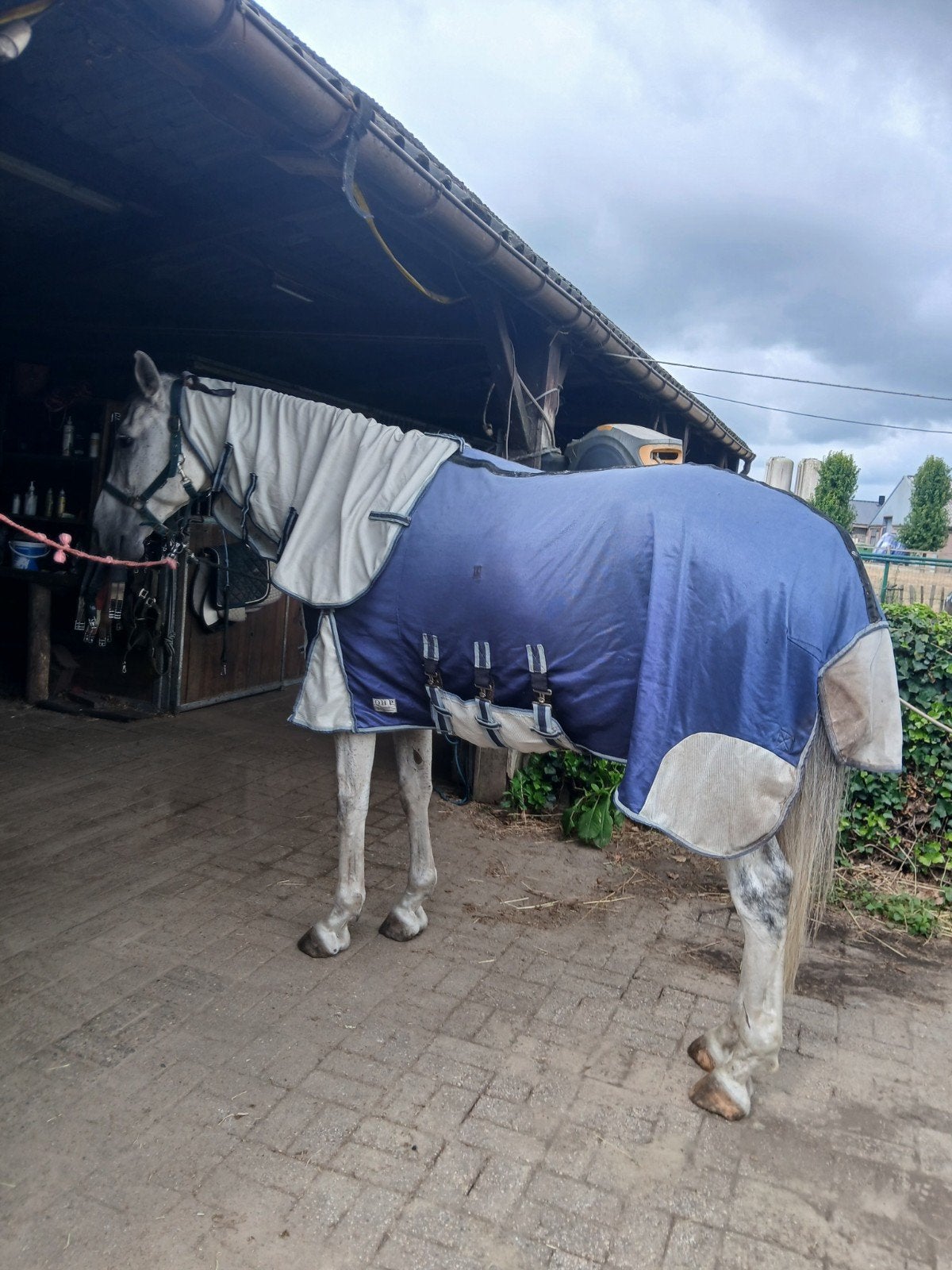 paardenvliegendeken, Ophalen of Verzenden