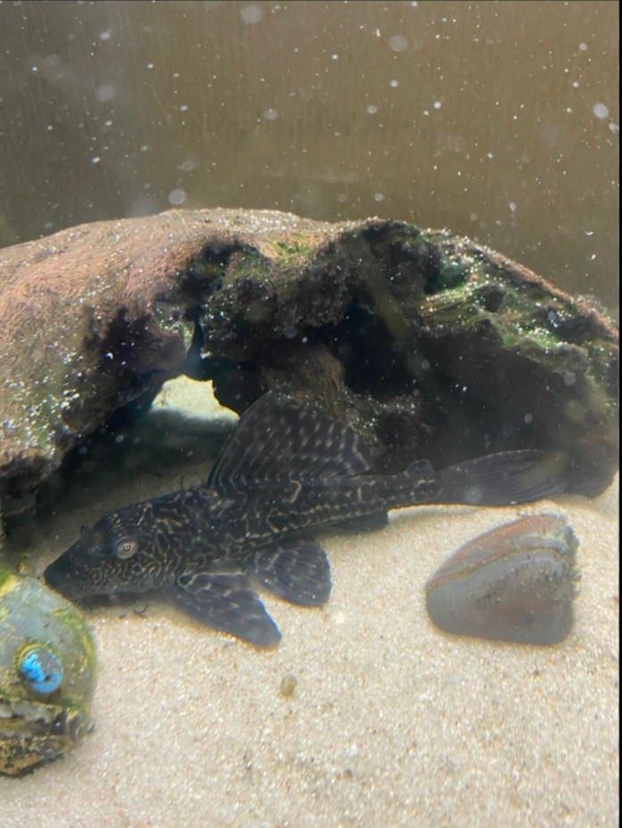 Pleco 15+cm, Ophalen