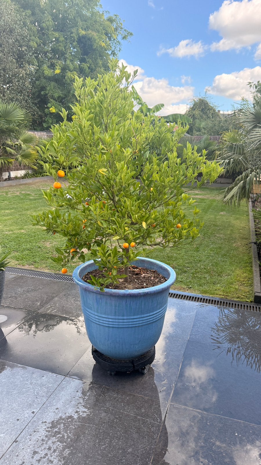 Calamondin, Overige soorten, Lente, 100 tot 250 cm, Ophalen