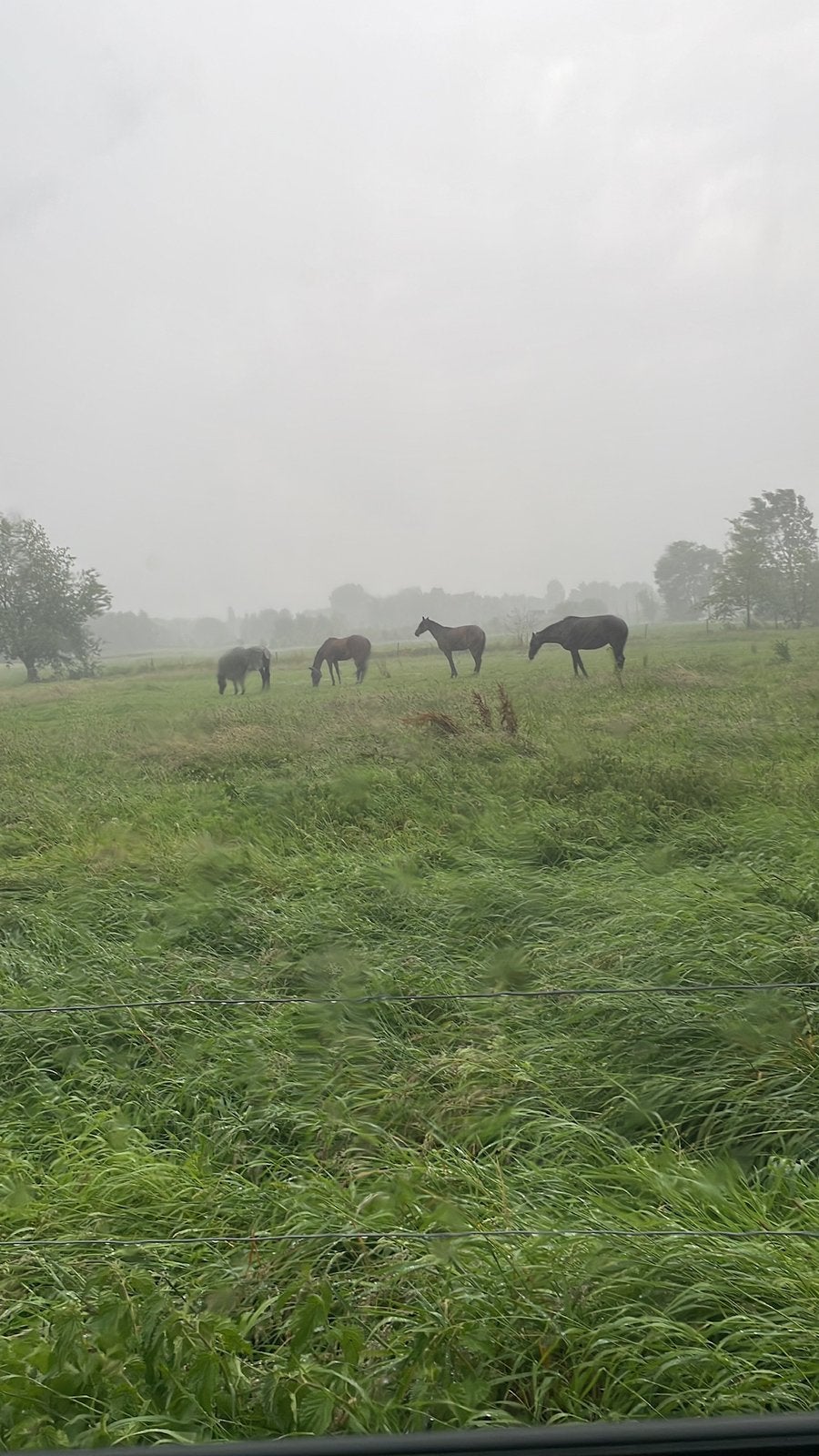 GEZOCHT! Merrie (springgefokt), Merrie, Niet van toepassing, Springpaard, Met stamboom