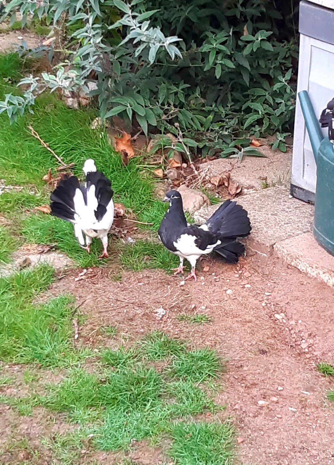 3 mooie pauwstaartduifjes (vliegen pas uit), Dieren en Toebehoren