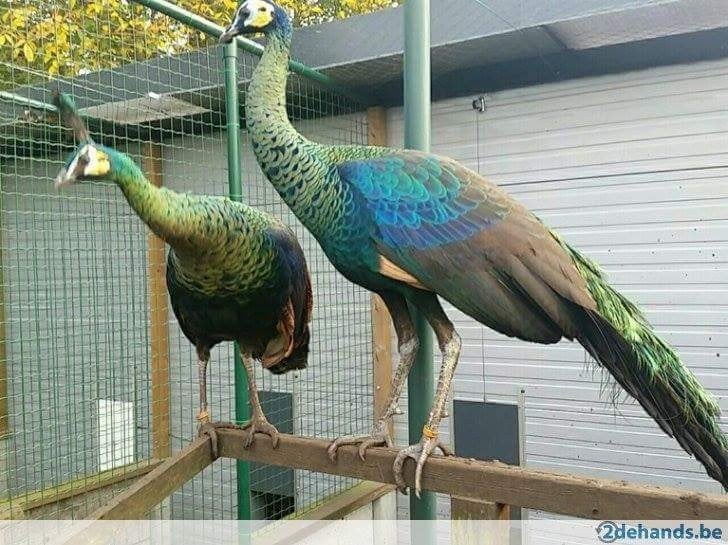 java pauw, Dieren en Toebehoren, Meerdere dieren, Overige soorten