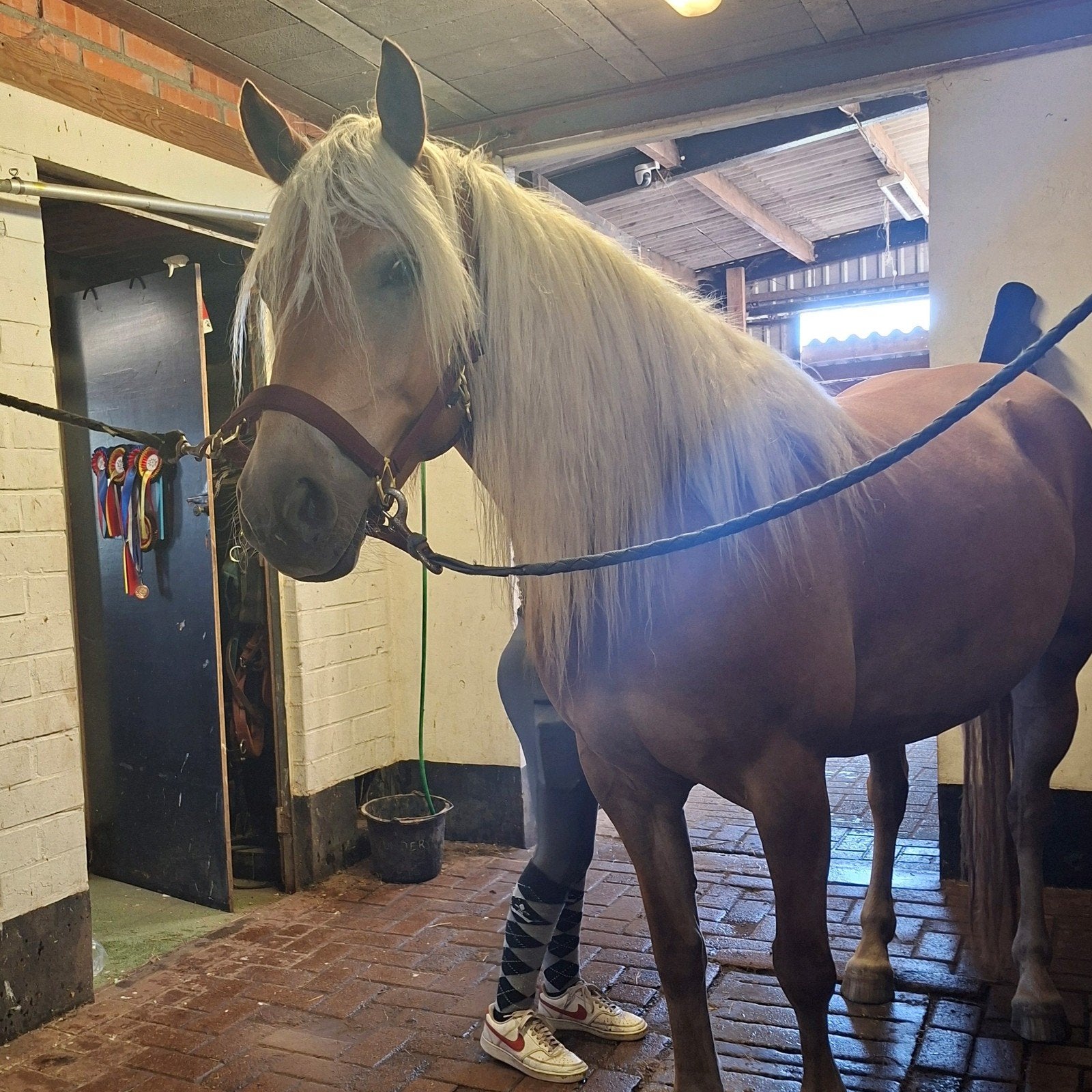 haflinger 4 jaar (groen ), Merrie, Minder dan 160 cm, Met stamboom, 3 tot 6 jaar