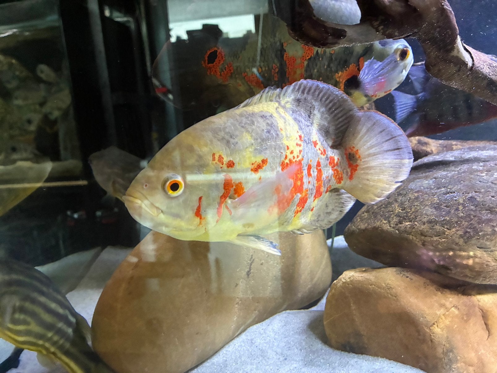 4 Astronotus Ocellatus te koop, Dieren en Toebehoren, Vissen | Aquariumvissen, Vis, Zoetwatervis, Schoolvis