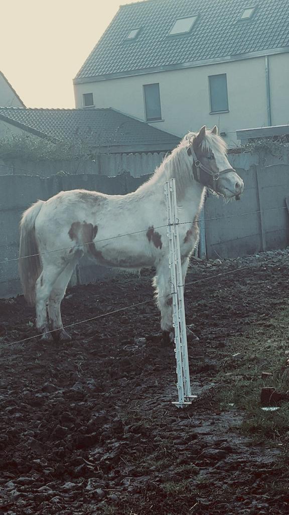 Merrie, Dieren en Toebehoren, Pony's, Merrie, Onbeleerd, C pony (1.27m tot 1.37m), Recreatiepony, 0 tot 2 jaar, Gechipt, Ontwormd