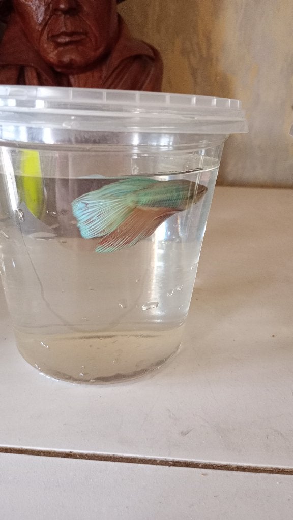 Onverwant betta koppel te koop, Animaux & Accessoires, Poissons | Poissons d'aquarium, Poisson, Poisson d'eau douce