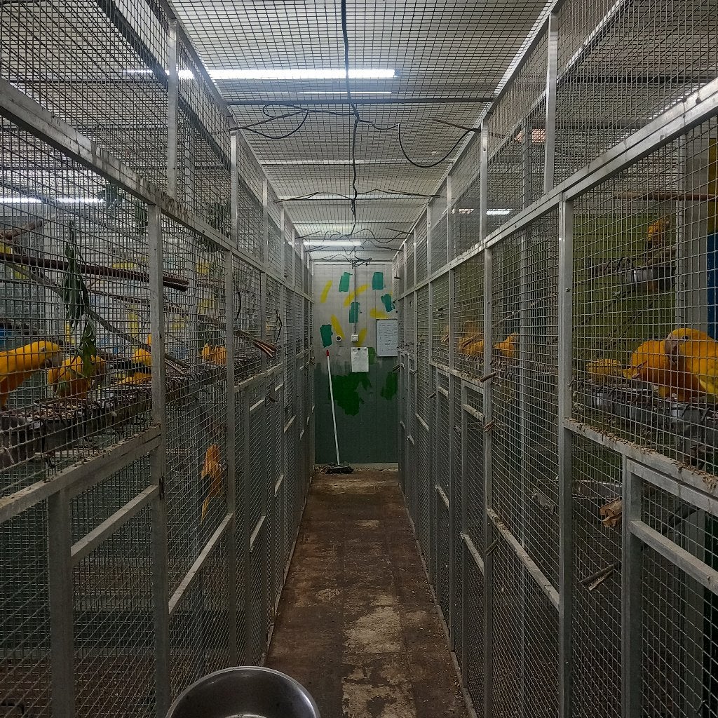 goudparkieten te koop of ruilen, Dieren en Toebehoren, Parkiet, Tam