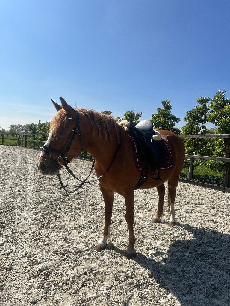 Lieve 9 jarige C-pony merrie, Poney C (1.27 m à 1.37m), Débourré, Poney de récréation, Avec puce électronique