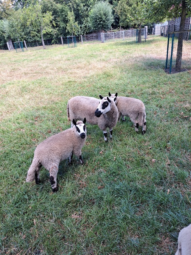 Schapen kerry hill, Dieren en Toebehoren, Maart, Meerdere dieren