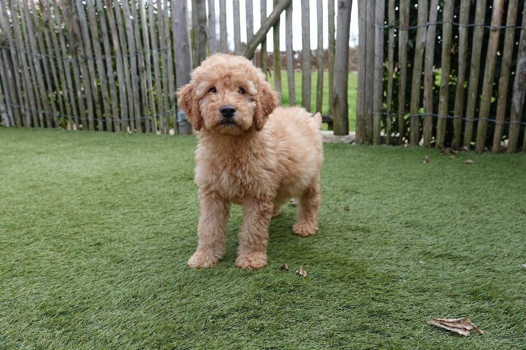 Medium Labradoodle pups (met stamboom), Parvo, België, 15 weken tot 1 jaar, Overige rassen