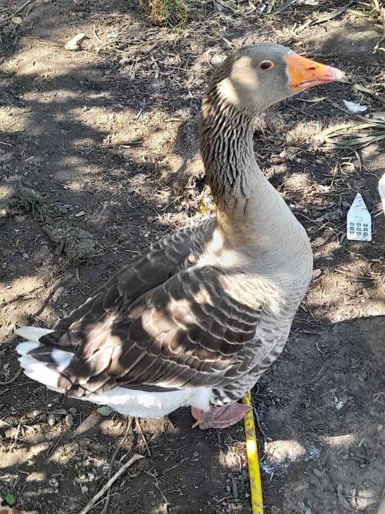 Toulouse gans, Gans of Zwaan