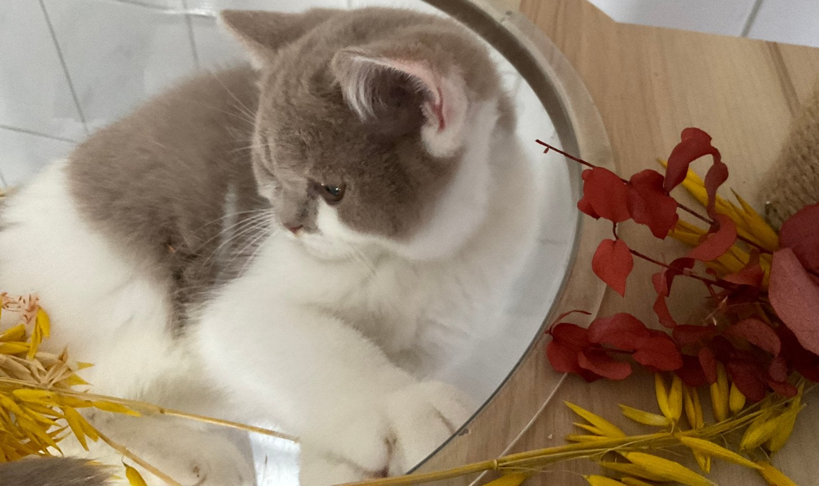 Exclusieve Bicolor Britse Korthaar kittens Met Stamboom, Dieren en Toebehoren, Katten en Kittens | Dekkaters, 0 tot 2 jaar