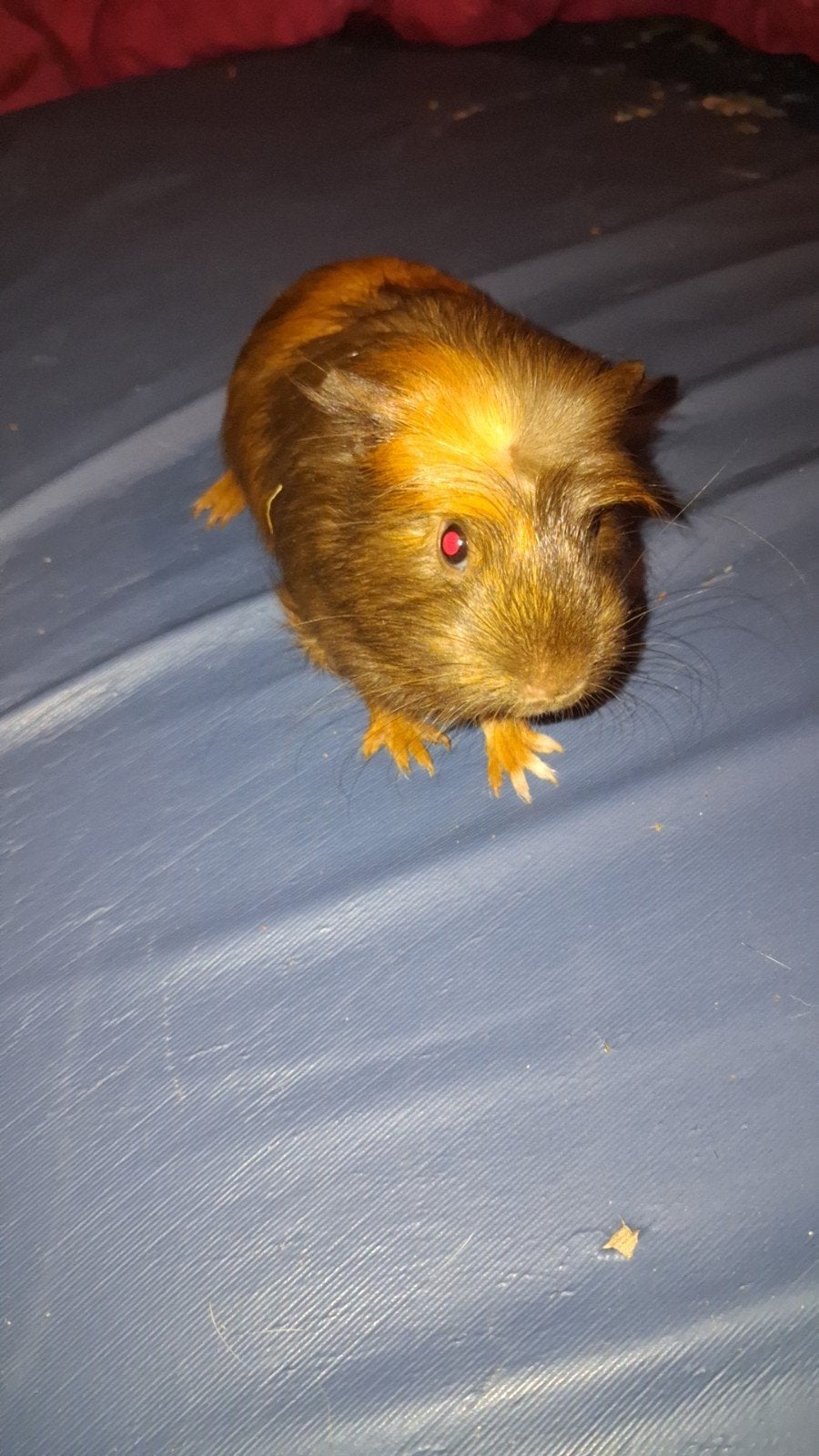 bebe cochon d’inde, Ophalen