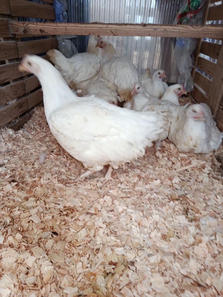 zuivere witte mechelse koekoek 5 maand 0499/082381, Dieren en Toebehoren, Pluimvee, Vrouwelijk, Kip