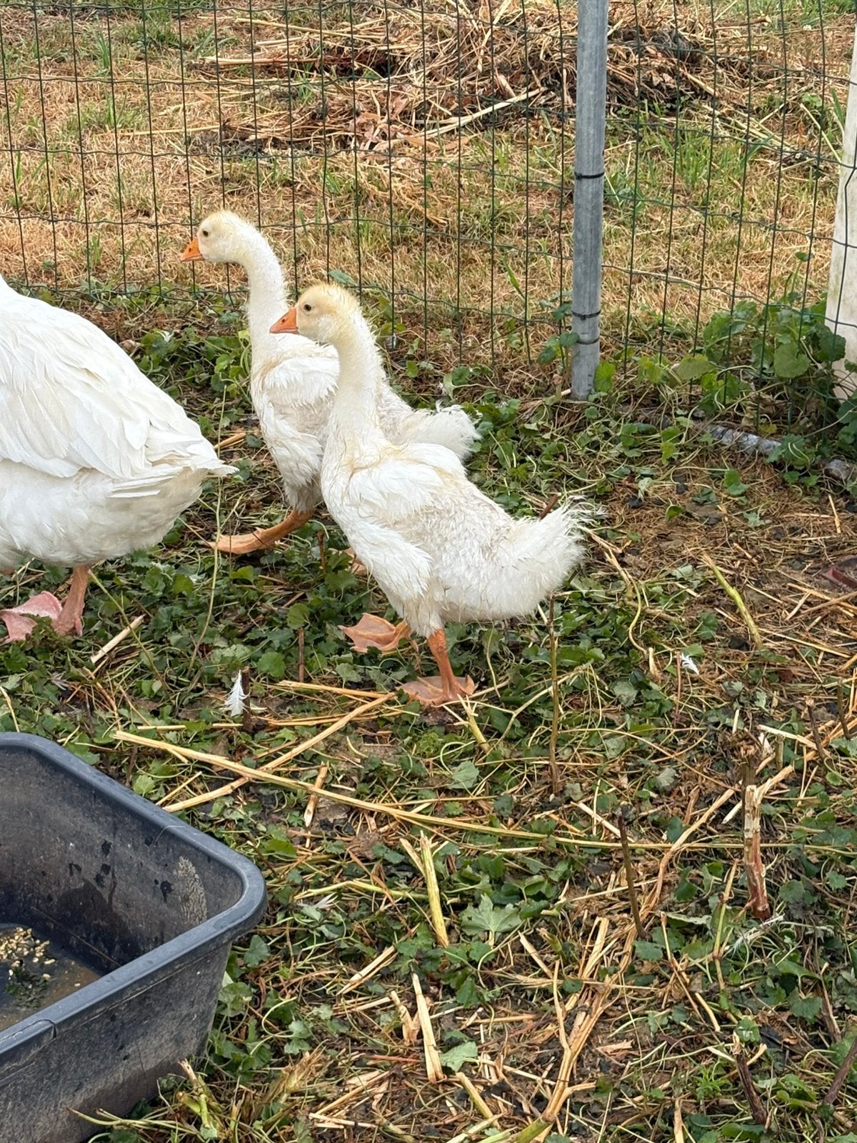 Jonge Ganzen, Dieren en Toebehoren, Geslacht onbekend, Gans of Zwaan