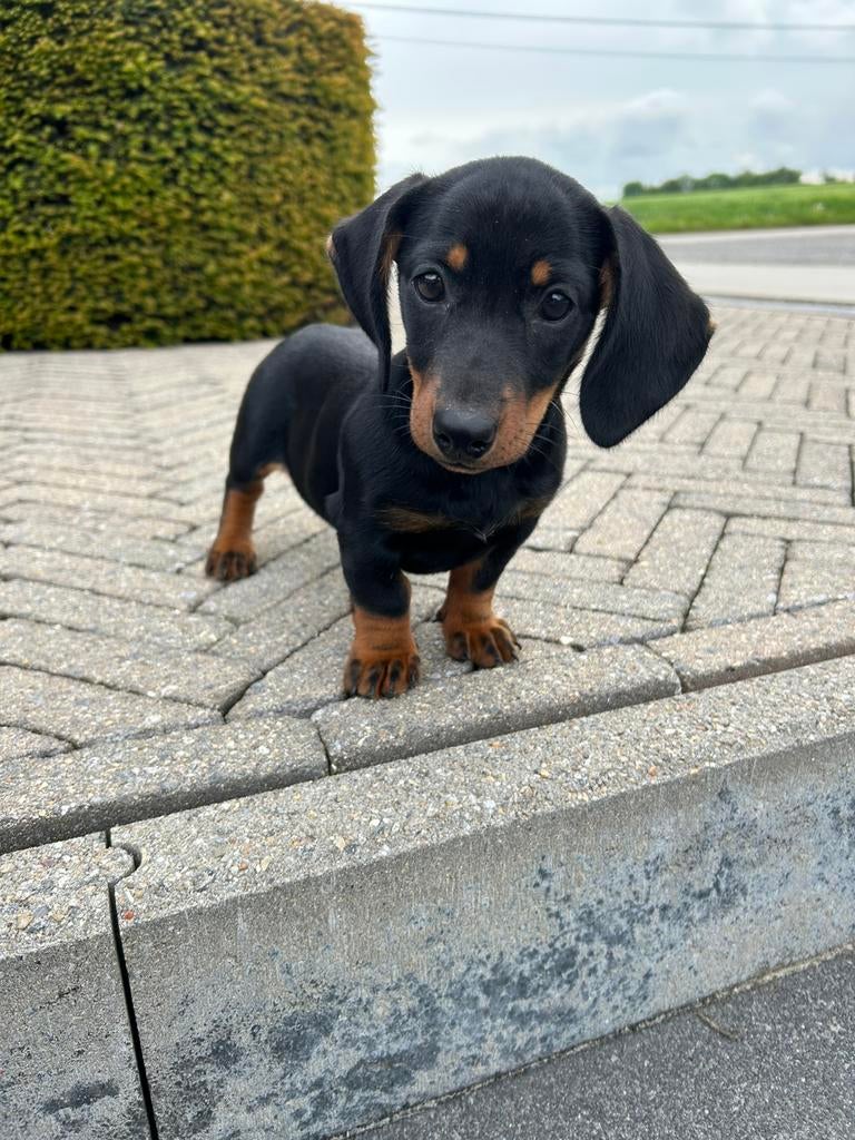 Kortharige teckel pup, België, 8 tot 15 weken, Meerdere, Fokker | Professioneel