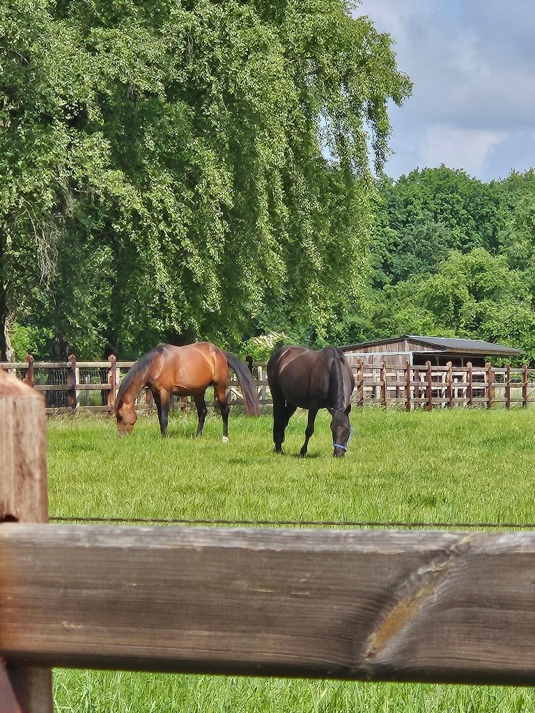 Draver merrie gezocht, Dieren en Toebehoren, Paarden, Merrie, Gechipt