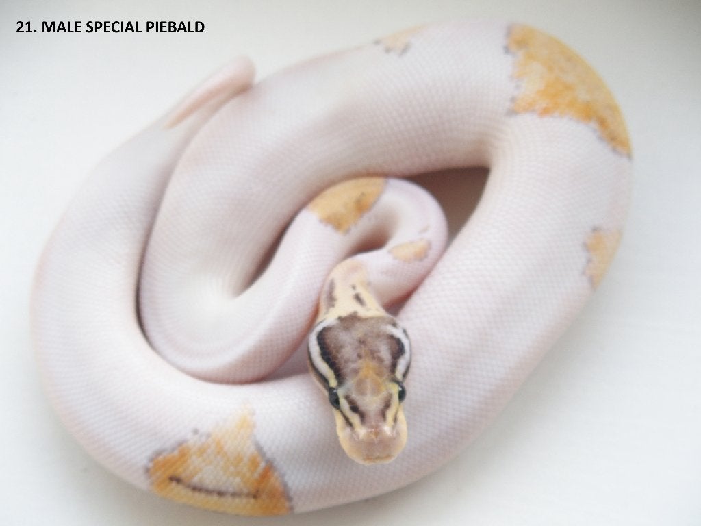 Koningspythons nakweek 2026 Ball Python photo 21