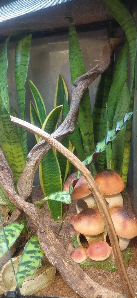 Terrarium met Rouwgekko's, Dieren en Toebehoren, Hagedis, Met terrarium, 0 tot 2 jaar