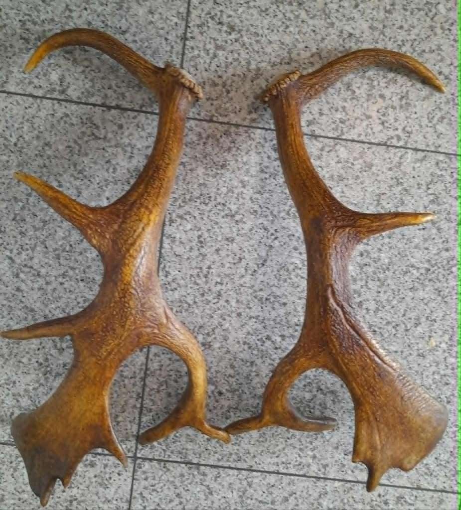 2 Takken van een gewei, Ophalen of Verzenden, Hert, Gewei of Kop