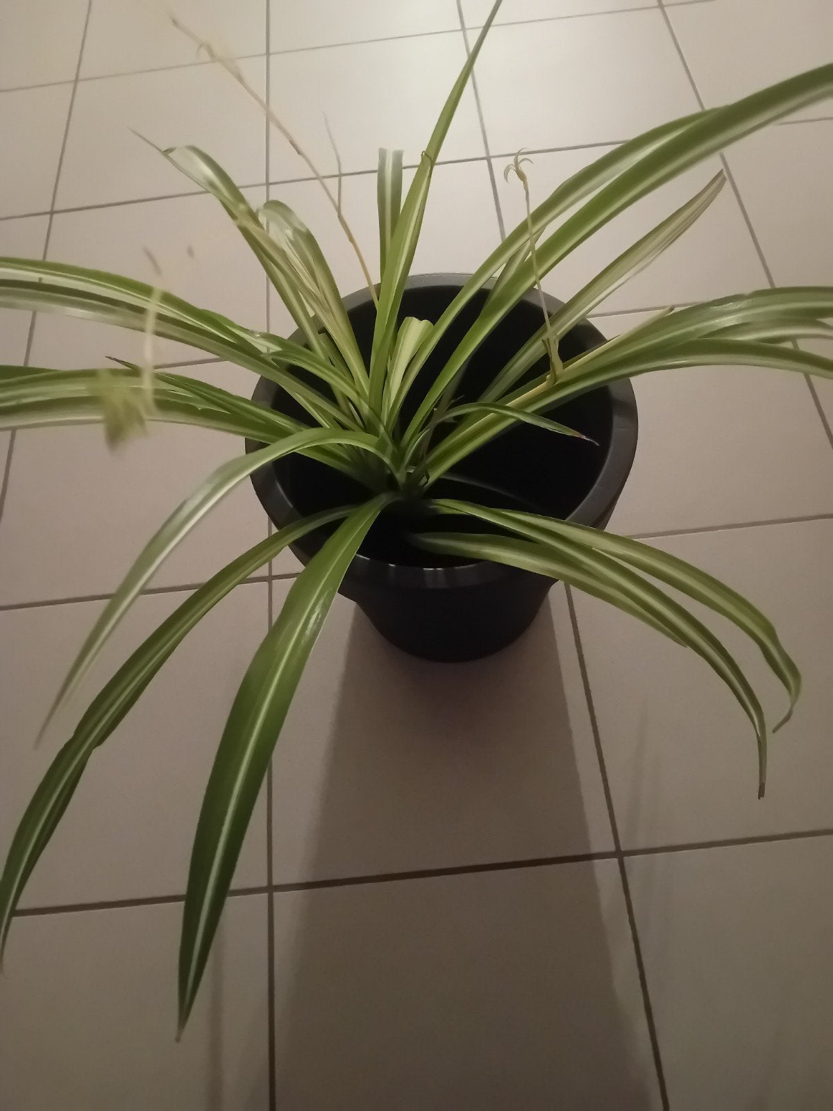 plante verte, Maison & Meubles, Enlèvement ou Envoi